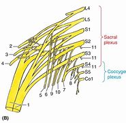 Image result for Coccygeal Plexus