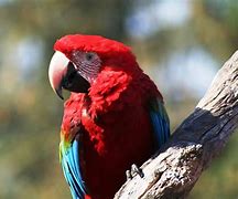 Image result for Burung Nuri Merah