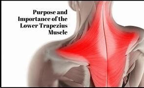 Image result for Inferior Trapezius