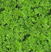 Image result for Rough Foliage