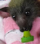 Image result for baby bat care