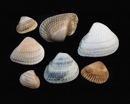 Image result for Corrugated Sea Clam Shell