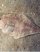 Image result for Pleuronectiformes