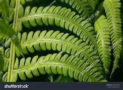 Image result for Fresh Leaf