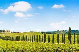 Image result for Tuscany Italy Wine