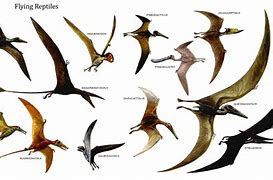 Image result for Winged Dinosaurs