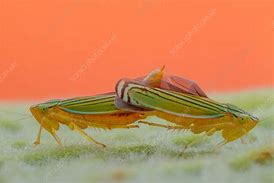 Image result for Leafhopper Stock-Photo