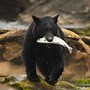 Image result for Black Bear Catch Fish