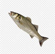 Image result for Ikan Berenang Laut