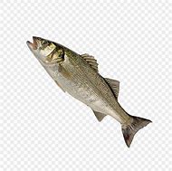 Image result for Ikan Udun Laut