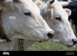 Image result for White Oxen