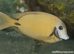 Image result for Acanthurus Blochii