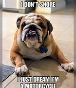 Image result for English Bulldog Memes