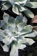 Image result for Dudleya Pulverulenta