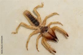 Image result for Giant Desert Spider