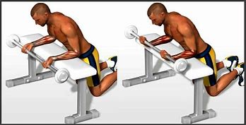 Image result for Forearm Curl Exercise