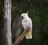 Image result for sulphur crested cockatoo habitat