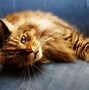 Image result for Person Holding Maine Coon Cat