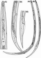 Image result for Ditylenchus Dipsaci