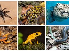 Image result for sea animals venomous