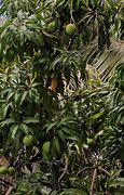 Image result for Mango Raw Leave