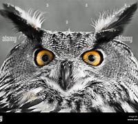 Image result for Scary Owl Neon