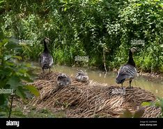 Image result for Geese Nest