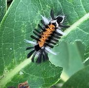 Image result for Tussock Moth Larvae