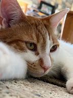 Image result for Red Ginger Cat