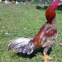 Image result for Ayam Warna Biru