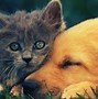 Image result for Cute Kitty Cat