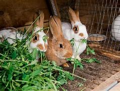 Image result for Rabbit Poop Scooper