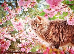 Image result for Spring Cat Pictures