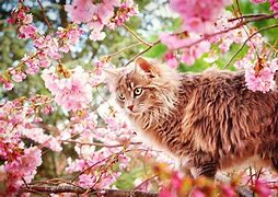 Image result for Spring Cat Screensavers