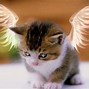 Image result for Fairy Tale Cat