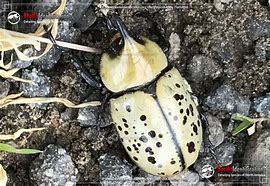 Image result for Hercules Beetle Pupa