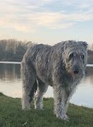 Image result for Irish Wolfhound