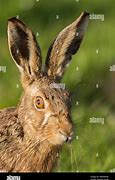 Image result for Hare Ears