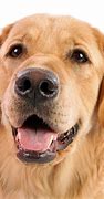 Image result for Dog Breed Faces