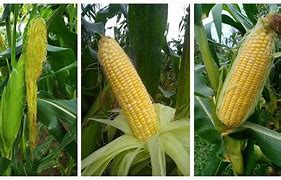 Image result for Akar Pokok Jagung