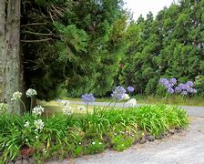 Image result for New Zealand Summer Flowers