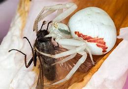 Image result for Arizona Crab Spider