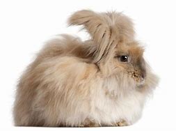 Image result for Angora Rabbit