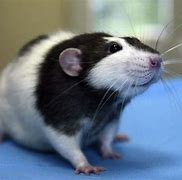 Image result for Dalmation Rat