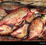 Image result for Bloody Fish Eye