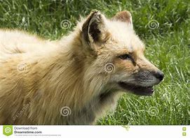 Image result for Hunder Wolf