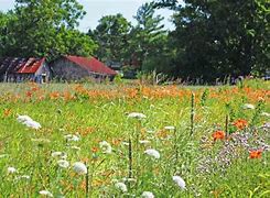 Image result for Ditch Lilies