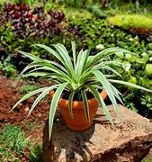 Image result for Do Spider Plants Flower