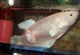 Image result for Fish Ulcer Danio