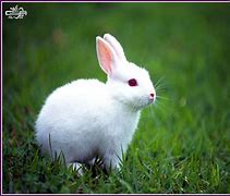 Image result for Rabbit Desktop